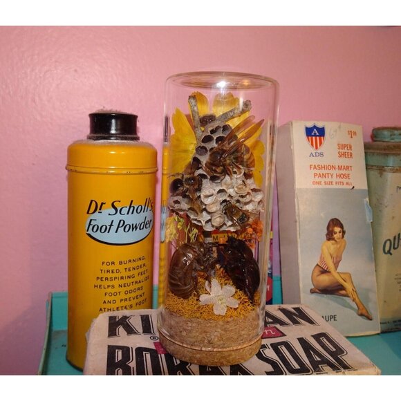 Wasp Nest Hornet Bees Rhinoceros Beetle Cicada Skin Oddity Jar flowers taxidermy - Picture 9 of 13